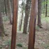 Miroir le roi des forêts.